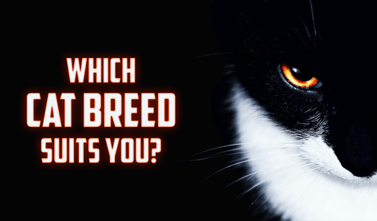 Which Cat Breed Suits You?